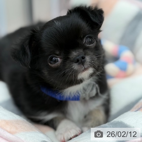 京都府のチワワ(ロング) (ペットプラス 京都桂川店/2025年12月11日生まれ/男の子/ブラックタンホワイト)の子犬の4枚目の画像