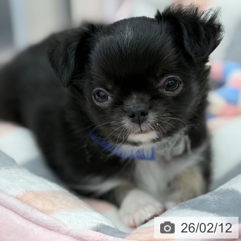 京都府のチワワ(ロング) (ペットプラス 京都桂川店/2025年12月11日生まれ/男の子/ブラックタンホワイト)の子犬の3枚目の画像