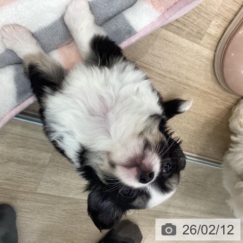 大阪府のチワワ(ロング) (ペットプラス りんくう泉南店/2025年12月12日生まれ/女の子/ブラックタンホワイト)の子犬の4枚目の画像