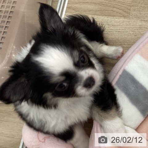 大阪府のチワワ(ロング) (ペットプラス りんくう泉南店/2025年12月12日生まれ/女の子/ブラックタンホワイト)の子犬の3枚目の画像