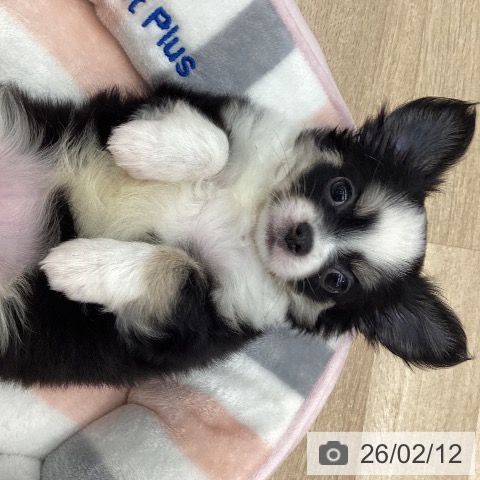 大阪府のチワワ(ロング) (ペットプラス 堺北花田店/2025年12月12日生まれ/女の子/ブラックタンホワイト)の子犬の4枚目の画像