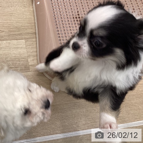 大阪府のチワワ(ロング) (ペットプラス 堺北花田店/2025年12月12日生まれ/女の子/ブラックタンホワイト)の子犬の3枚目の画像