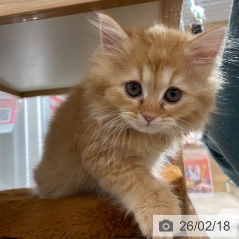 兵庫県のラガマフィン (ペットプラス 神戸三宮店/2025年12月12日生まれ/男の子/レッドタビー)の子猫の4枚目の画像