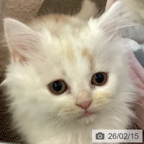 京都府のラガマフィン (ペットプラス イオンモールKYOTO店/2025年12月12日生まれ/男の子/クリームタビーホワイト)の子猫の4枚目の画像