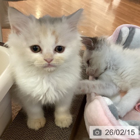 京都府のラガマフィン (ペットプラス イオンモールKYOTO店/2025年12月12日生まれ/男の子/クリームタビーホワイト)の子猫の3枚目の画像