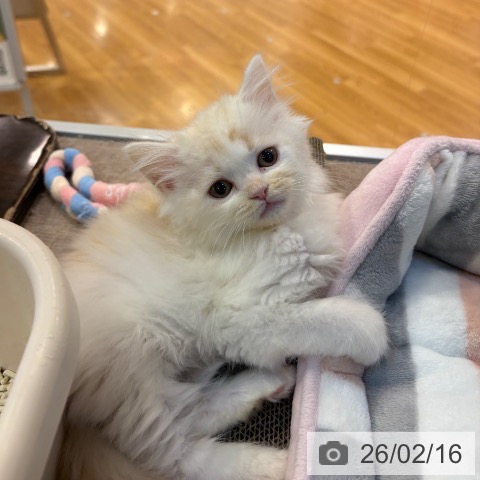京都府のラガマフィン (ペットプラス イオンモールKYOTO店/2025年12月12日生まれ/男の子/クリームタビーホワイト)の子猫の3枚目の画像