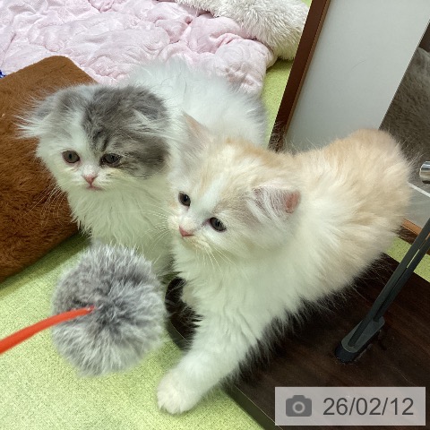 大阪府のラガマフィン (ペットプラス ららぽーと和泉店/2025年12月12日生まれ/女の子/クリームタビーホワイト)の子猫の4枚目の画像