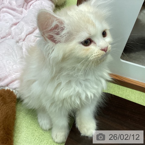 大阪府のラガマフィン (ペットプラス ららぽーと和泉店/2025年12月12日生まれ/女の子/クリームタビーホワイト)の子猫の3枚目の画像