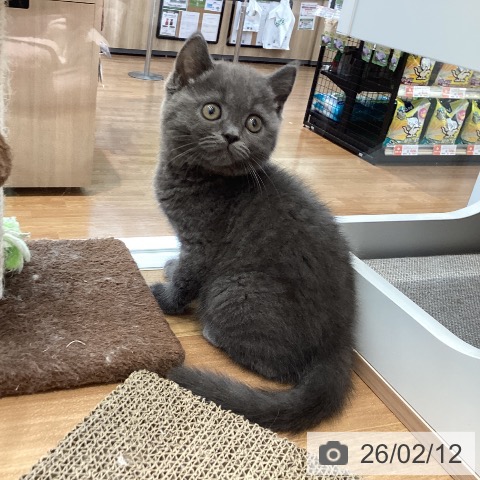 大阪府のブリティッシュショートヘアー (ペットプラス りんくう泉南店/2025年11月28日生まれ/男の子/ブルー)の子猫の4枚目の画像