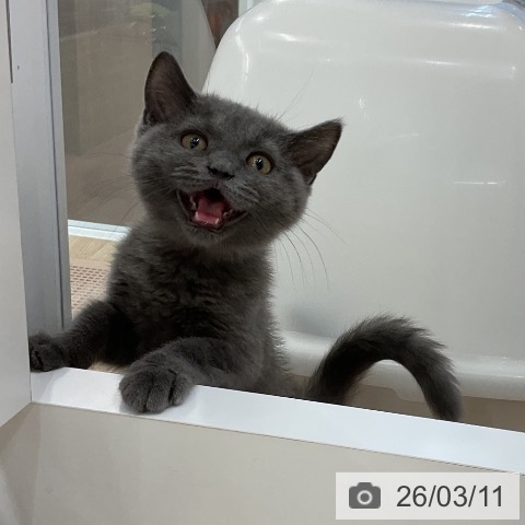 大阪府のブリティッシュショートヘアー (ペットプラス りんくう泉南店/2025年11月28日生まれ/男の子/ブルー)の子猫の4枚目の画像