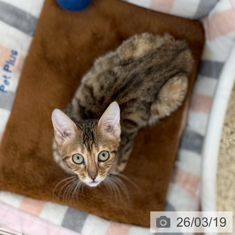 マンチカンの写真