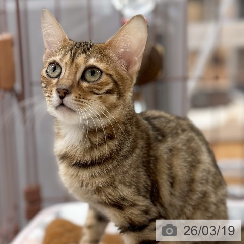 マンチカンの写真