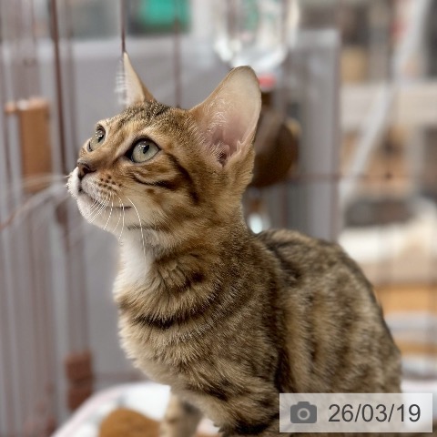 マンチカンの写真