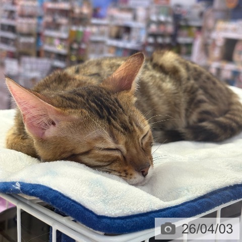 マンチカンの写真