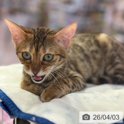 マンチカンの写真