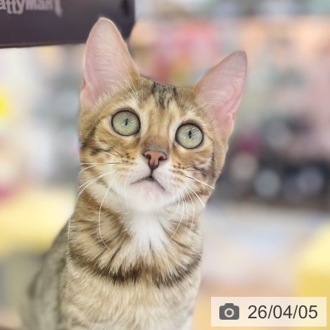 マンチカンの写真