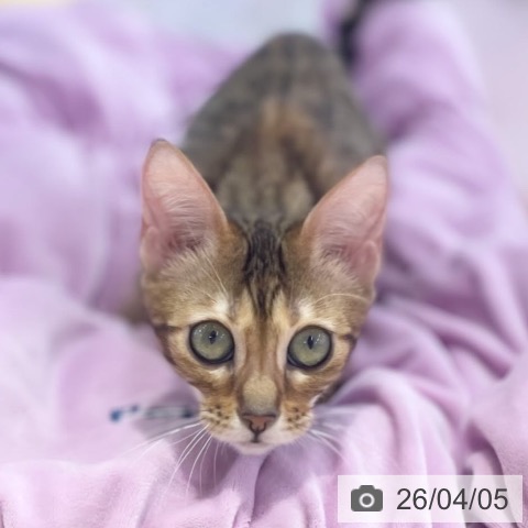 マンチカンの写真