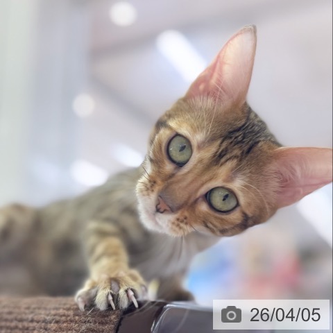 マンチカンの写真