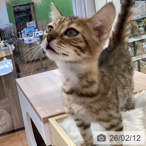 大阪府のマンチカン (ペットプラス りんくう泉南店/2025年12月5日生まれ/女の子/ブラウンスポットタビー)の子猫の4枚目の画像