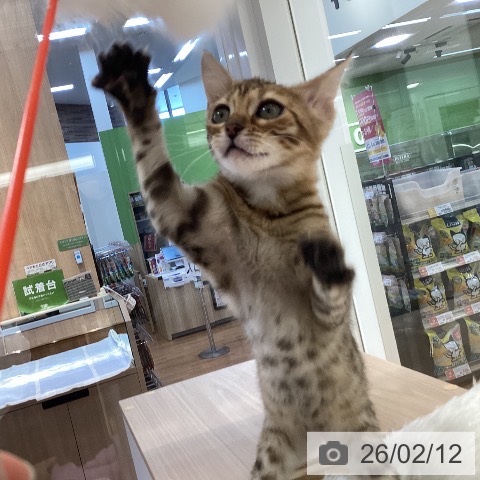 大阪府のマンチカン (ペットプラス りんくう泉南店/2025年12月5日生まれ/女の子/ブラウンスポットタビー)の子猫の3枚目の画像