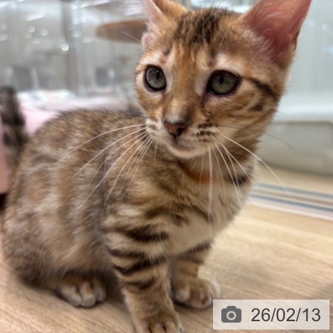 大阪府のマンチカン (ペットプラス イオン大日店/2025年12月5日生まれ/女の子/ブラウンスポットタビー)の子猫の4枚目の画像