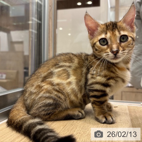 大阪府のマンチカン (ペットプラス イオン大日店/2025年12月5日生まれ/女の子/ブラウンスポットタビー)の子猫の3枚目の画像