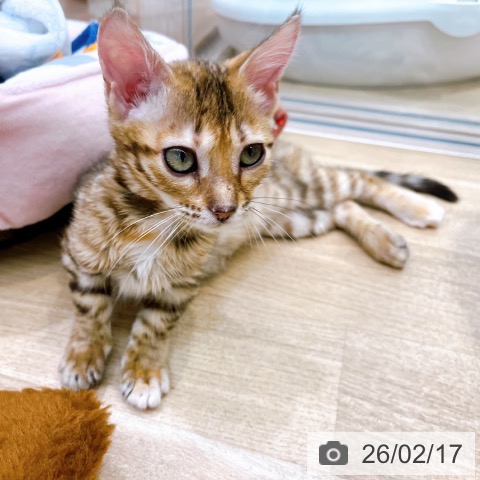 マンチカンの写真