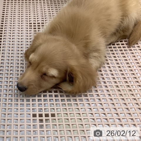 カニーンヘン・ダックスフンドの写真