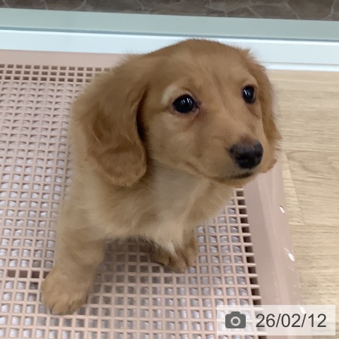 カニーンヘン・ダックスフンドの写真