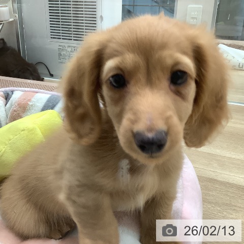 大阪府のカニンヘンダックスフンド(ロング) (ペットプラス 鶴見店/2025年12月10日生まれ/男の子/ゴールド)の子犬の4枚目の画像