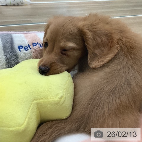 大阪府のカニンヘンダックスフンド(ロング) (ペットプラス 鶴見店/2025年12月10日生まれ/男の子/ゴールド)の子犬の3枚目の画像