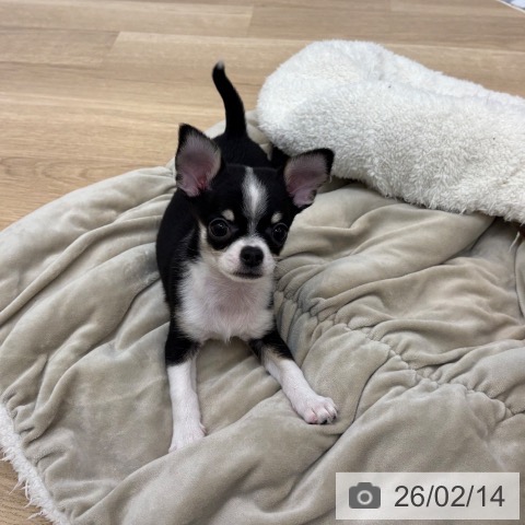 京都府のチワワ(ロング) (ペットプラス 久御山店/2025年12月5日生まれ/男の子/ブラックホワイトタン)の子犬の4枚目の画像