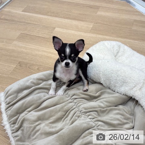 京都府のチワワ(ロング) (ペットプラス 久御山店/2025年12月5日生まれ/男の子/ブラックホワイトタン)の子犬の3枚目の画像