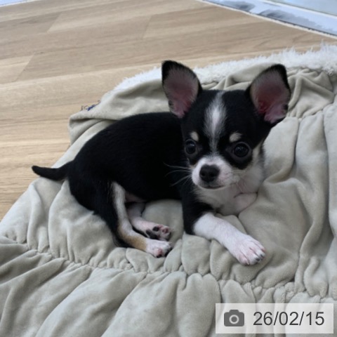 京都府のチワワ(ロング) (ペットプラス 久御山店/2025年12月5日生まれ/男の子/ブラックホワイトタン)の子犬の3枚目の画像