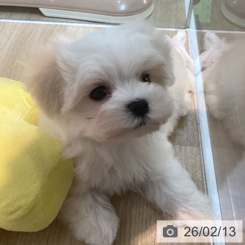 マルチーズの写真