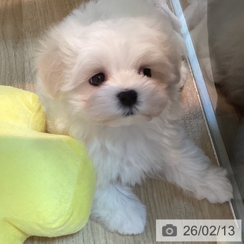マルチーズの写真