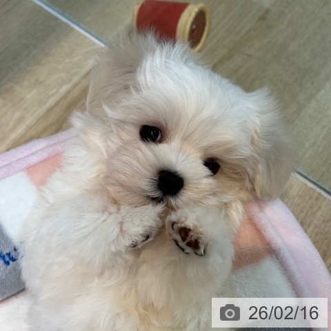京都府のマルチーズ (ペットプラス イオンモールKYOTO店/2025年12月14日生まれ/男の子/ホワイト)の子犬の3枚目の画像
