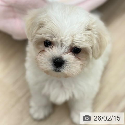 京都府のマルチーズ (ペットプラス 京都桂川店/2025年12月14日生まれ/女の子/ホワイト)の子犬の3枚目の画像