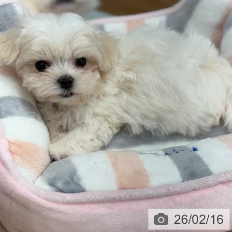 京都府のマルチーズ (ペットプラス 京都桂川店/2025年12月14日生まれ/女の子/ホワイト)の子犬の3枚目の画像