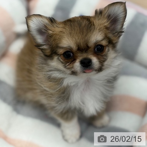 京都府のチワワ(ロング) (ペットプラス 京都桂川店/2025年12月8日生まれ/男の子/レッドホワイト)の子犬の4枚目の画像