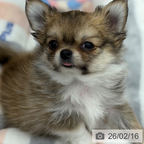 京都府のチワワ(ロング) (ペットプラス 京都桂川店/2025年12月8日生まれ/男の子/レッドホワイト)の子犬の4枚目の画像