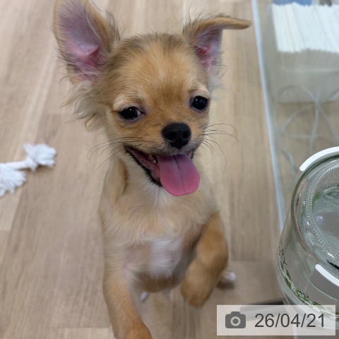 チワワの写真