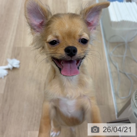 チワワの写真