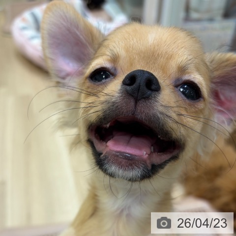 チワワの写真