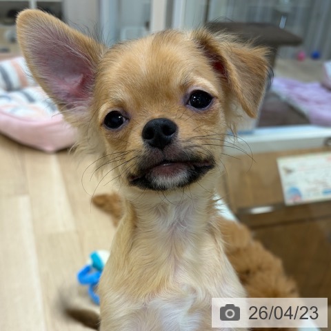 チワワの写真
