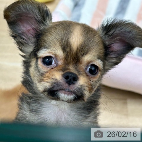 大阪府のチワワ(ロング) (ペットプラス 鶴見店/2025年12月11日生まれ/男の子/レッド)の子犬の4枚目の画像