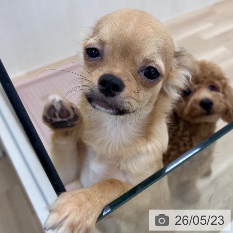 大阪府のチワワ(ロング) (ペットプラス 松原店/2025年12月11日生まれ/男の子/レッド)の子犬の4枚目の画像