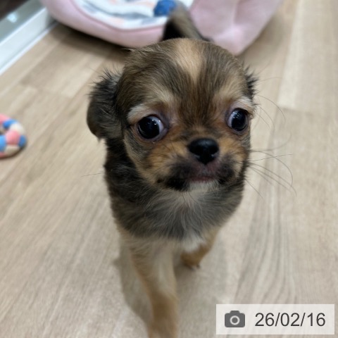 大阪府のチワワ(ロング) (ペットプラス 鶴見店/2025年12月11日生まれ/男の子/レッド)の子犬の3枚目の画像