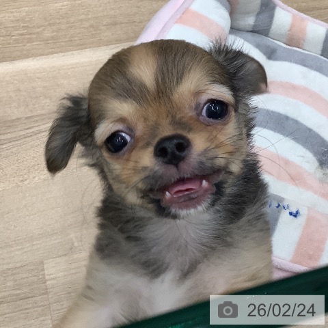 大阪府のチワワ(ロング) (ペットプラス 鶴見店/2025年12月11日生まれ/男の子/レッド)の子犬の3枚目の画像