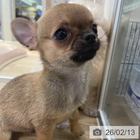 大阪府のチワワ(ロング) (ペットプラス イオン大日店/2025年12月9日生まれ/男の子/レッド)の子犬の4枚目の画像